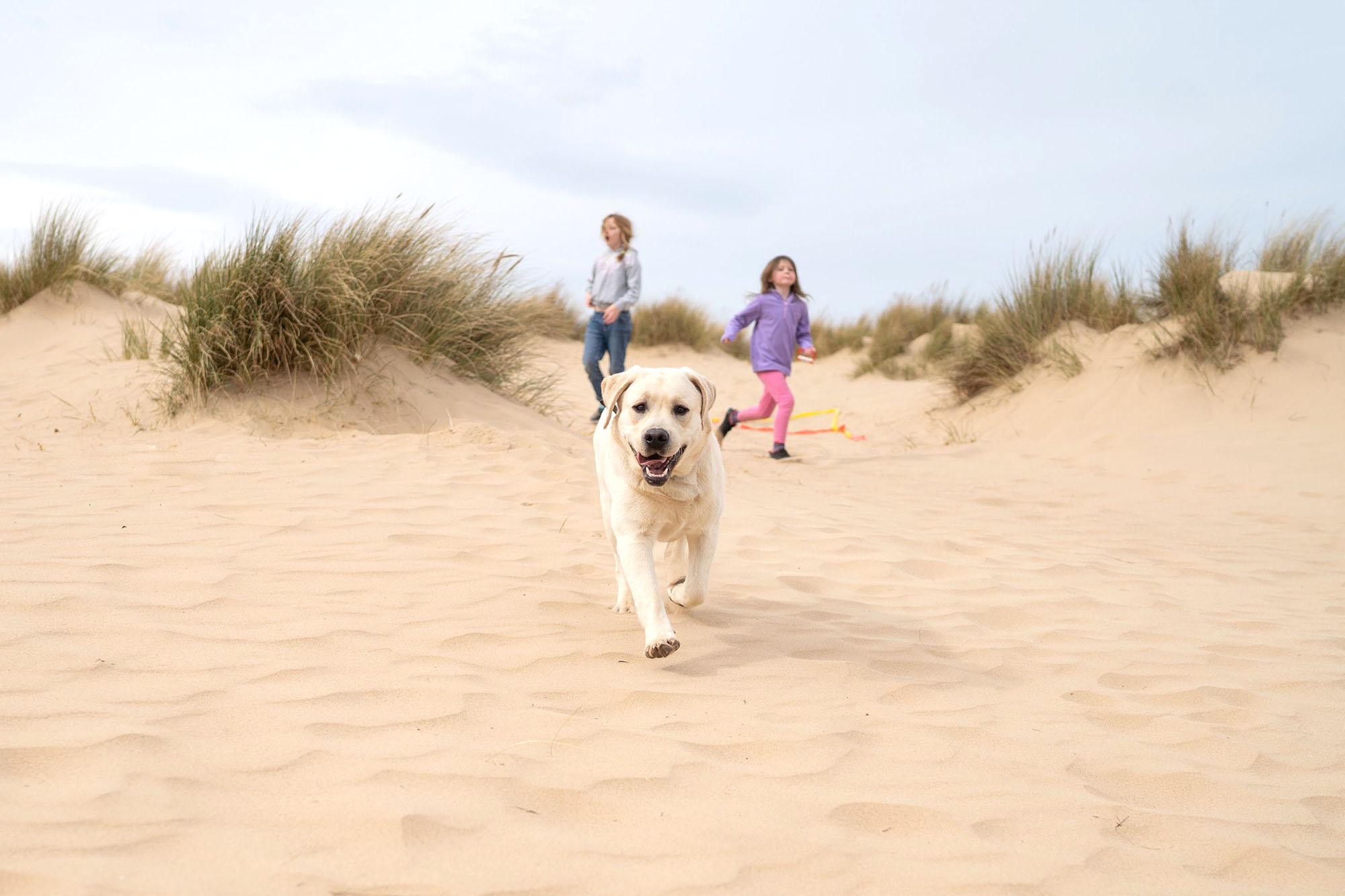 yellow labrador running at the beach during norfolk outdoor family portrait session