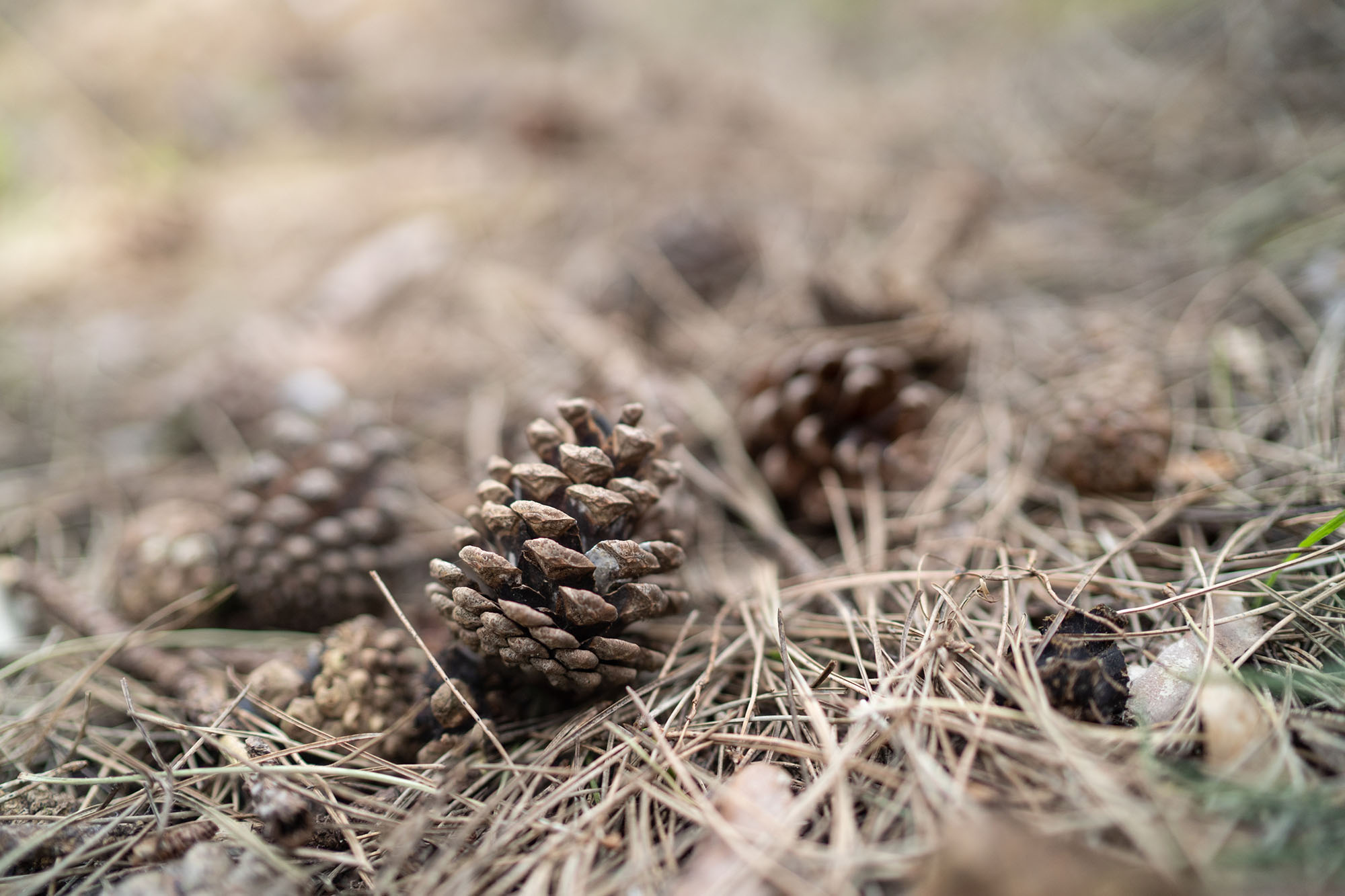 pine cone image during outdoor family session in forest with Alison Armstrong